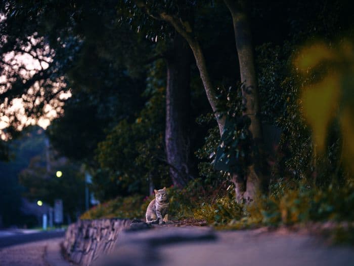 Landscape — 202411121942_n