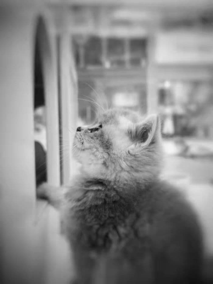 Mobile — 202108291901_bw