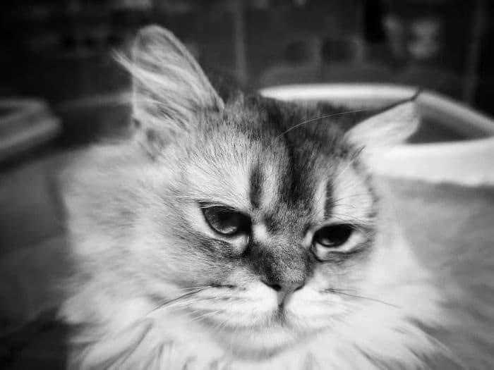 Mobile — 202201111834_bw