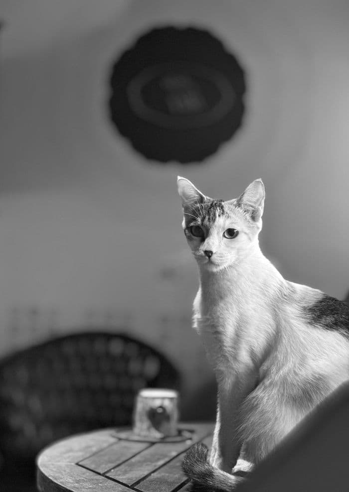 Mobile — 202306152339_bw